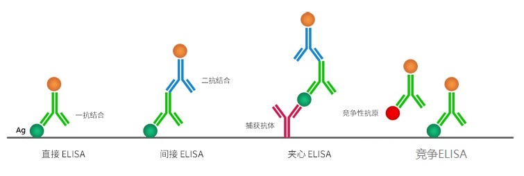 Elisa ELISA试剂盒 抗体 抗原 365上市公司官网