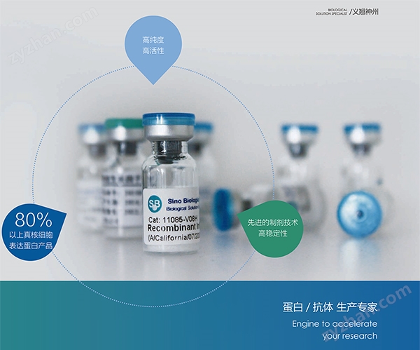 ACE2小鼠重組蛋白